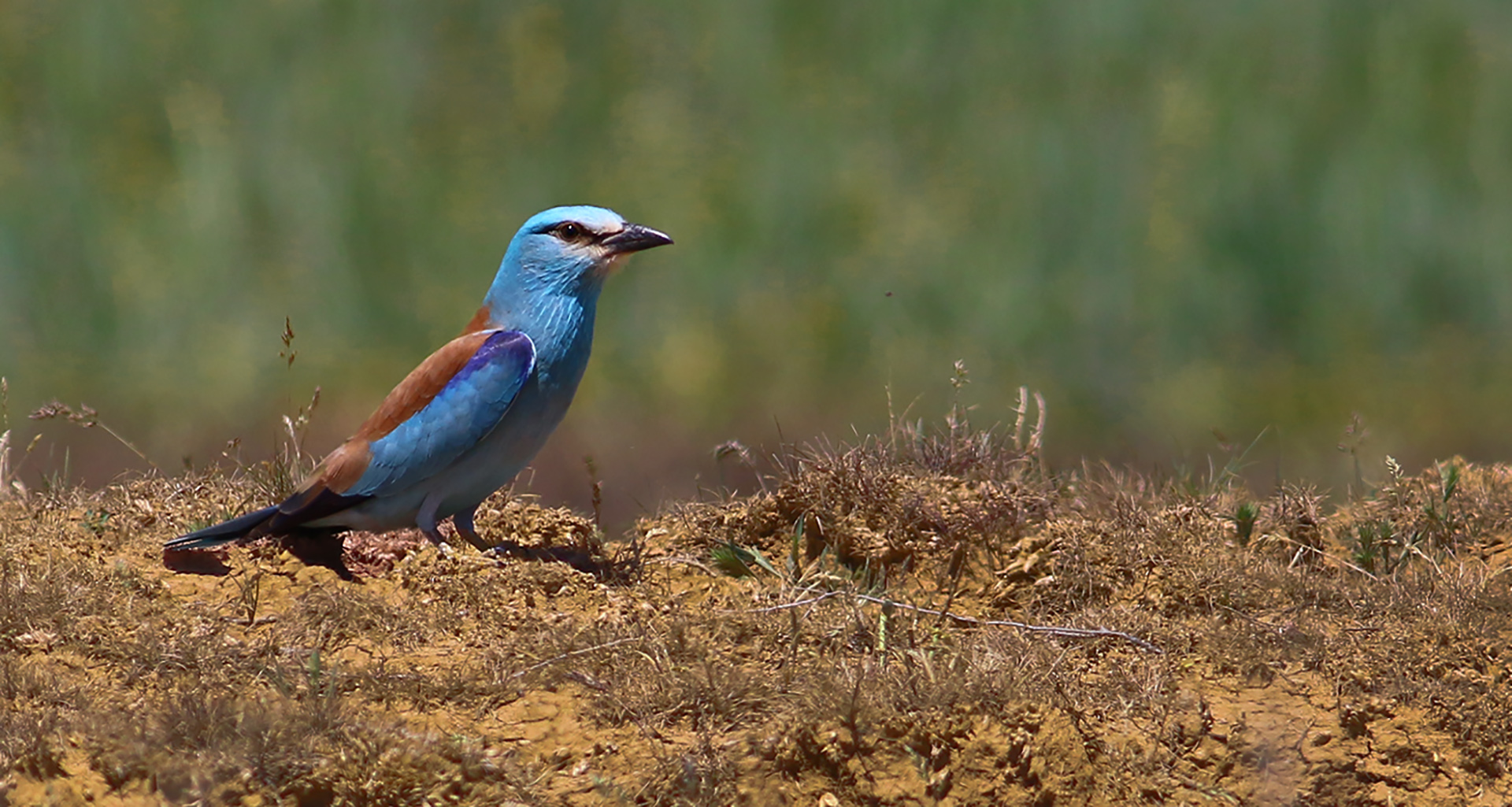 European Roller
